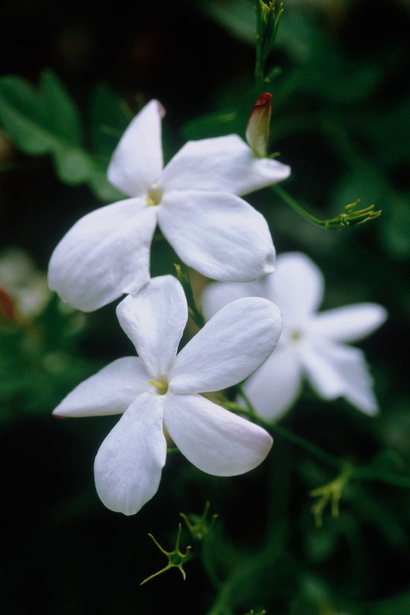 Common Jasmine