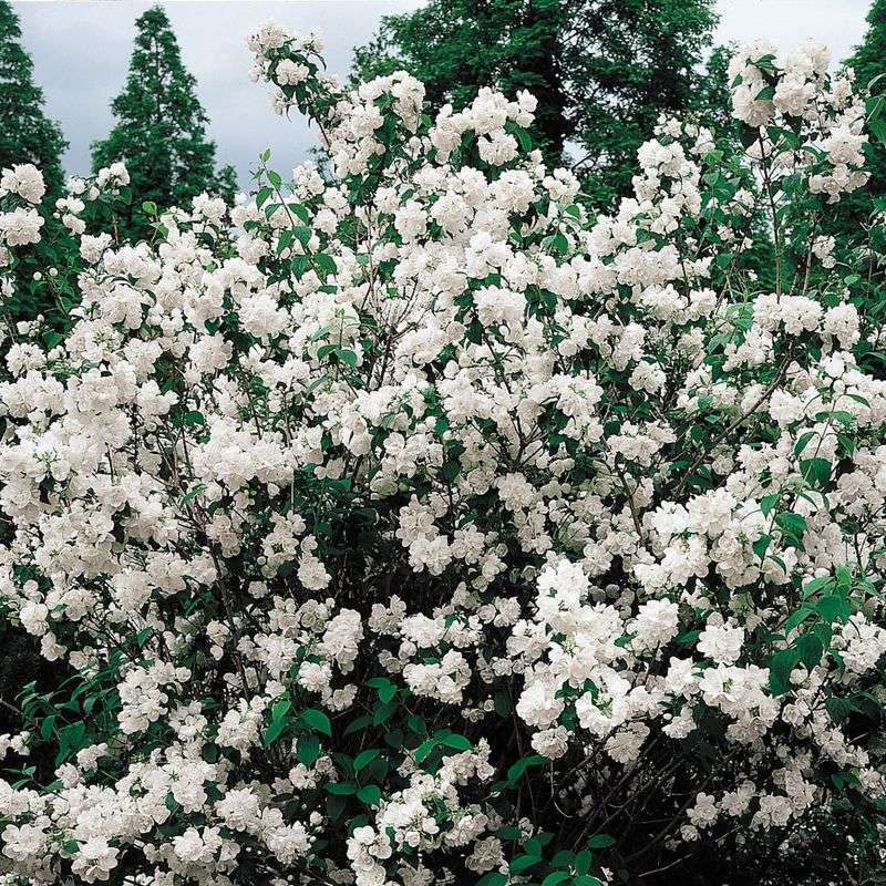 Mock Orange