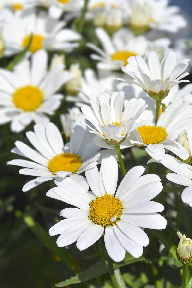 Shasta Daisy