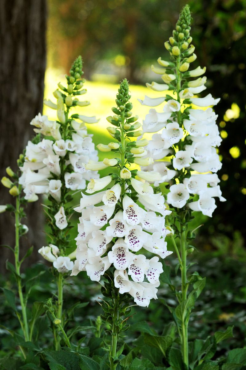 White Foxglove