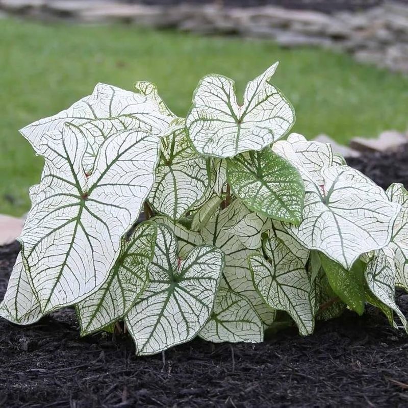 White Caladium