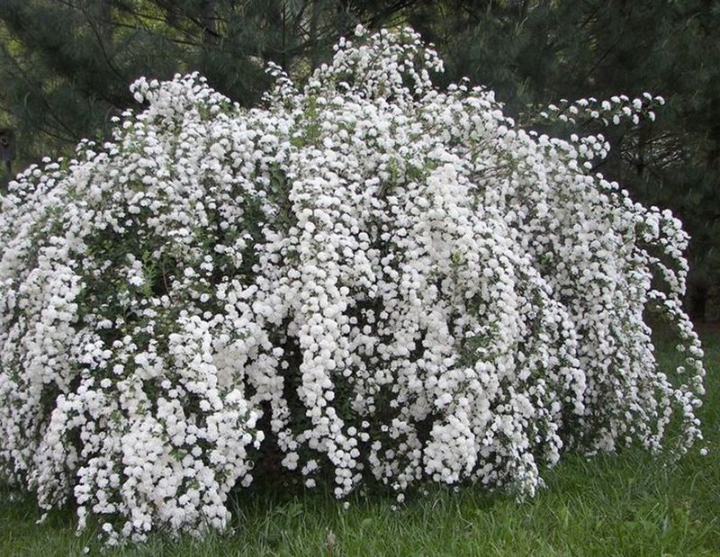 Bridal Wreath Spirea
