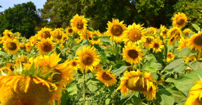 Why Sunflowers Thrive in West Virginia’s Mountain Gardens