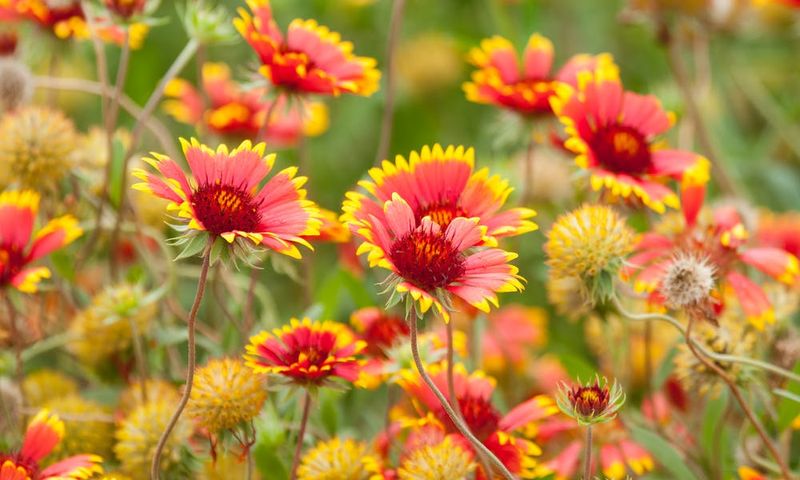 Blanket Flower