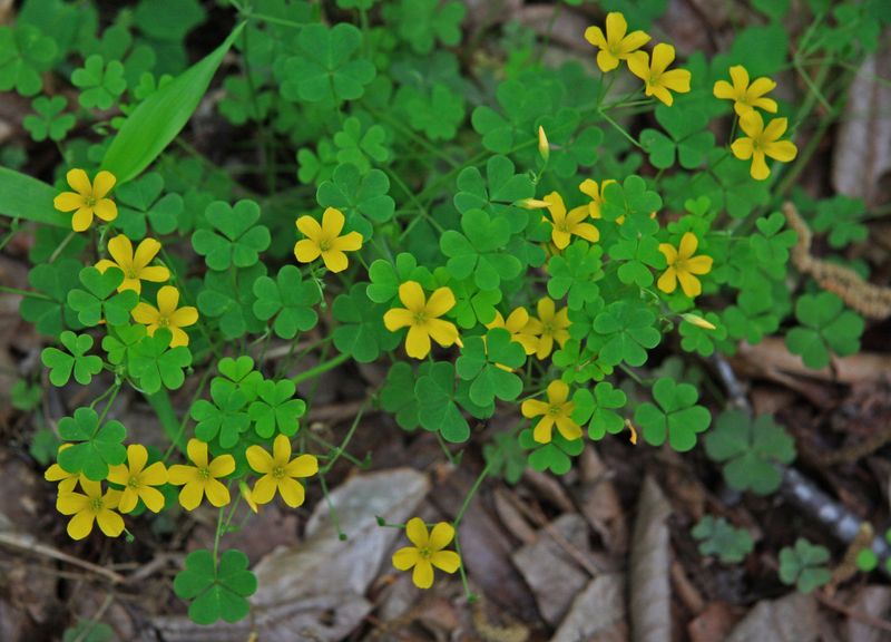 Wood Sorrel - Lemony Leaves for Salad Lovers