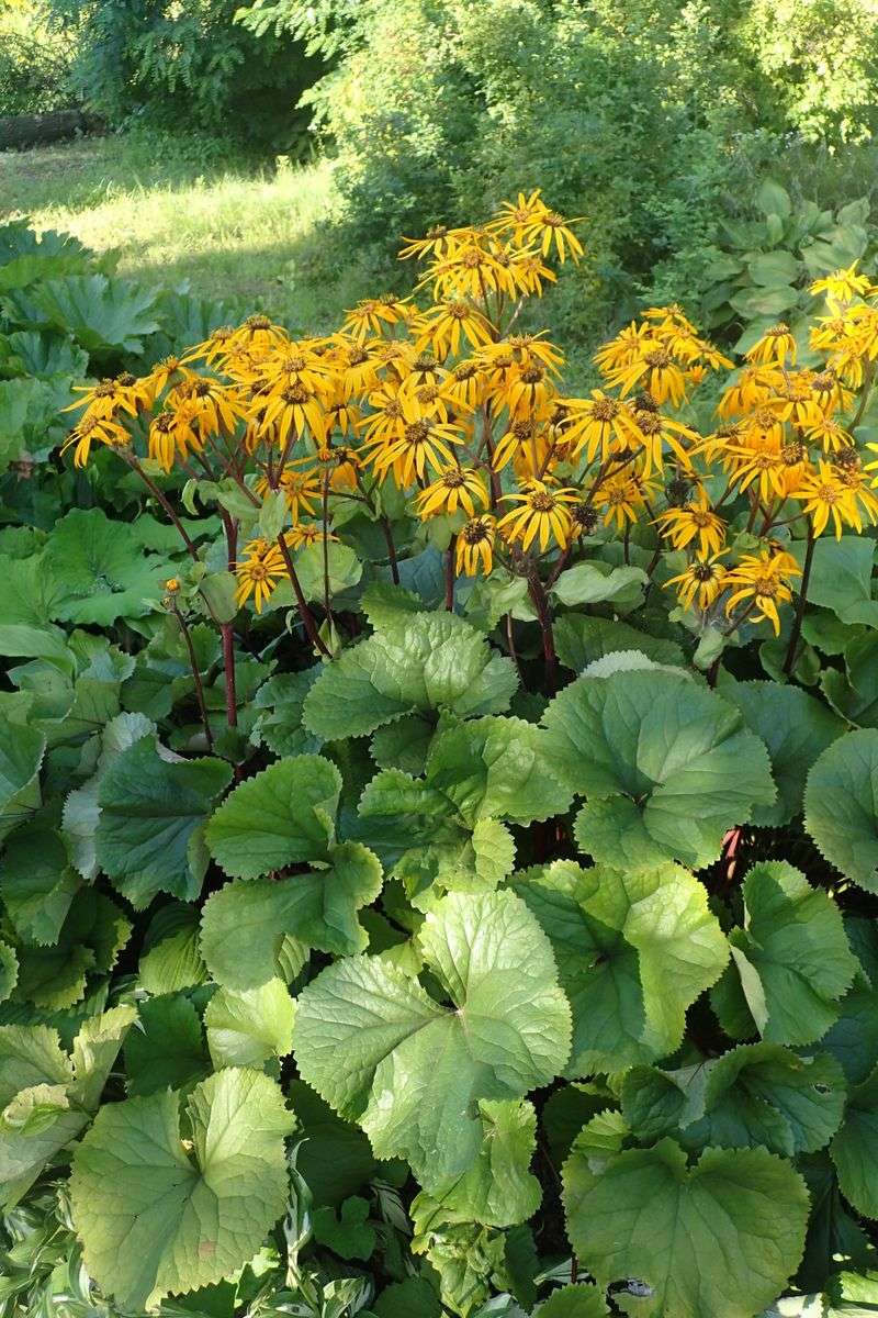 Ligularia: Bold Statements in Wet Shade