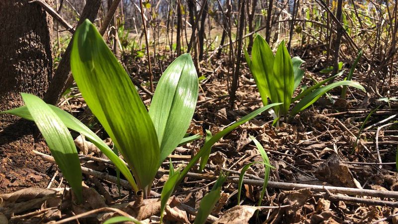 Wild Leeks (Ramps)