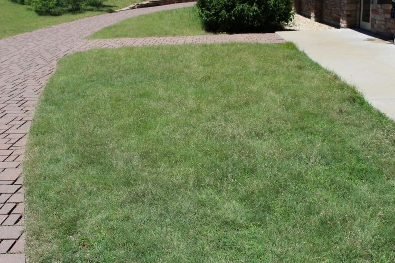 Buffalo Grass (Poaceae dactyloides)