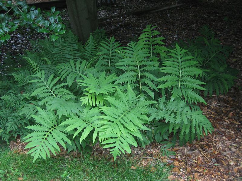 Sensitive Fern