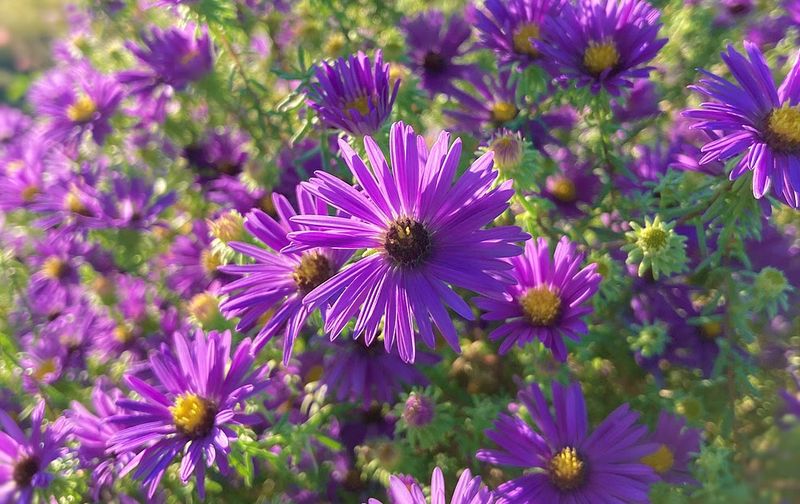 New England Aster