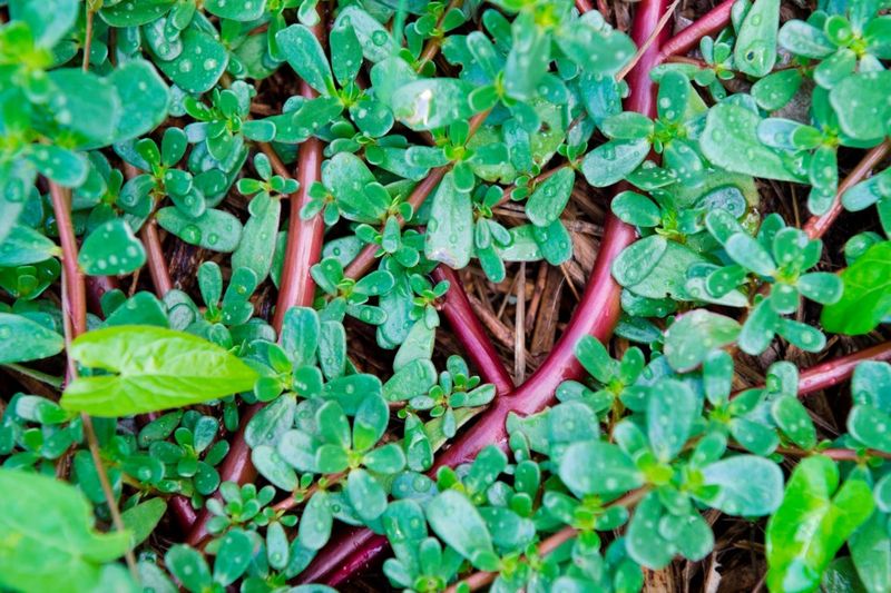 Purslane - Succulent Superfood Hiding in Plain Sight