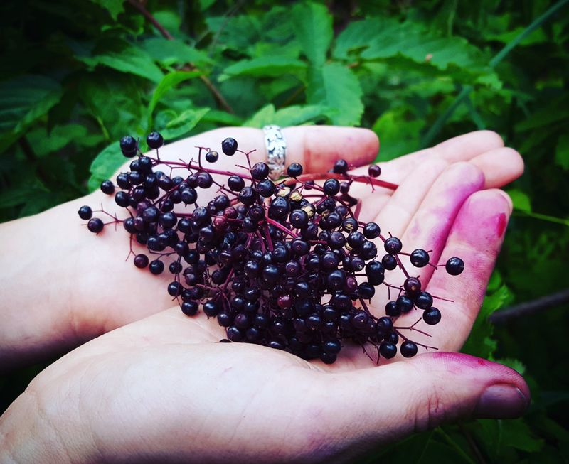 Elderberry - Purple Powerhouses of Immunity