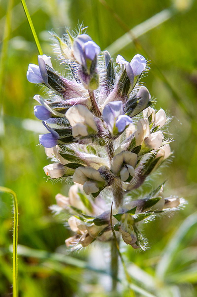 Prairie Turnip - The Underground Bread of the Plains