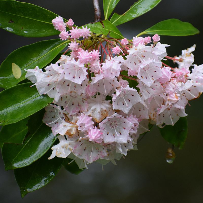 Mountain Laurel 'Elf'