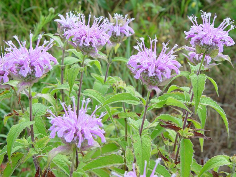 Wild Bergamot - Minty Medicine from the Prairie