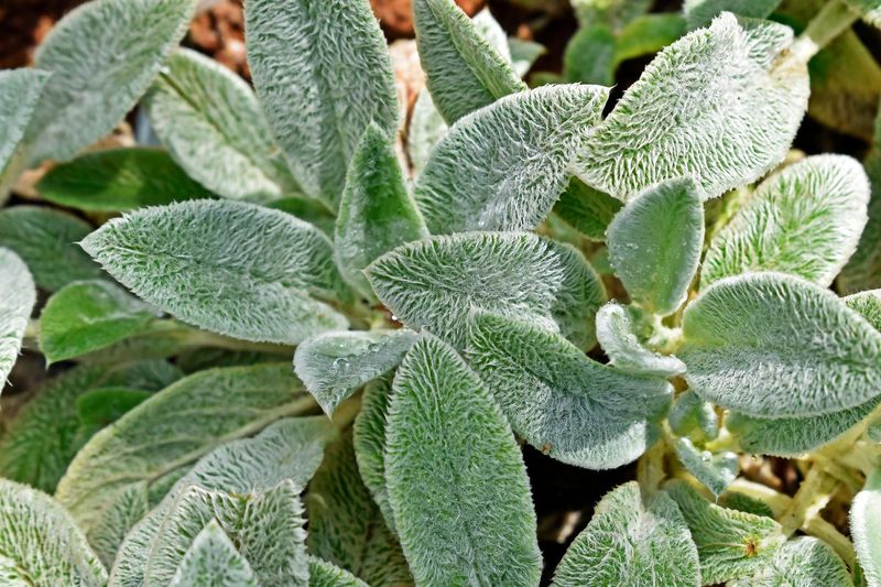 Lamb's Ear