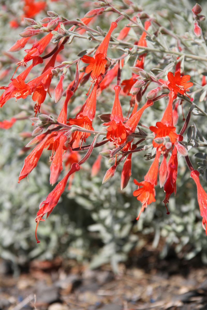 California Fuchsia