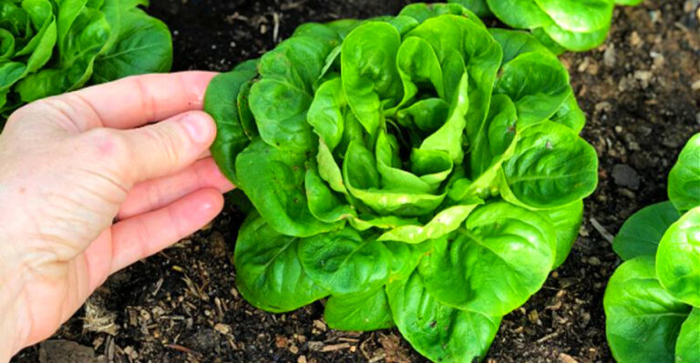 10 Vegetables You Can Still Plant in October Across the U.S.