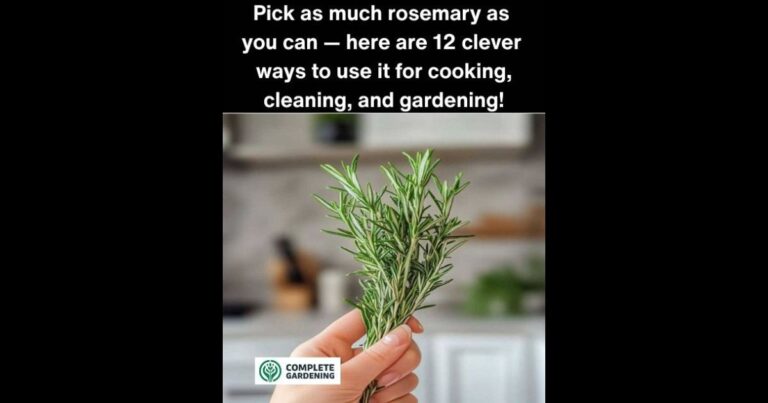 I Need to Start Picking Right Now! 12 Brilliant Ways to Use Fresh Rosemary at Home and in the Garden