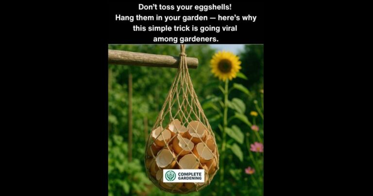 Don’t toss your eggshells! Hang them in your garden — here’s why this simple trick is going viral among gardeners.