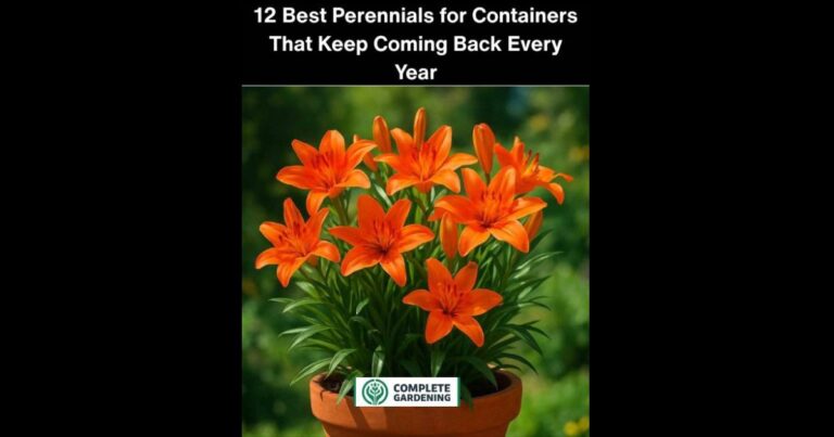 12 Best Perennials for Containers That Keep Coming Back Every Year