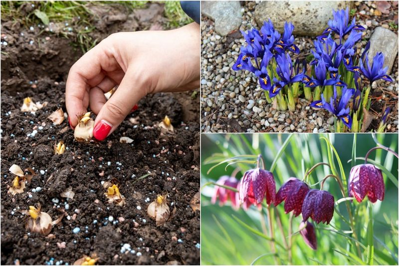 Plant Spring-Flowering Bulbs Now