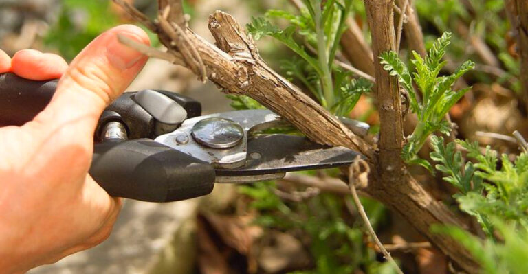 8 Fall Gardening Secrets: How to Keep Your Garden Thriving in October