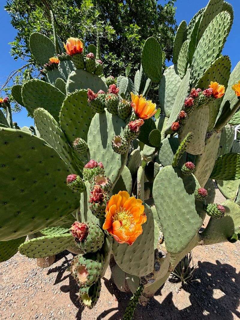 Prickly Pear Cactus