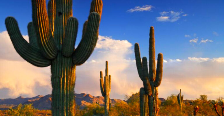 Arizona Cactus Gardening: Choosing the Right Varieties