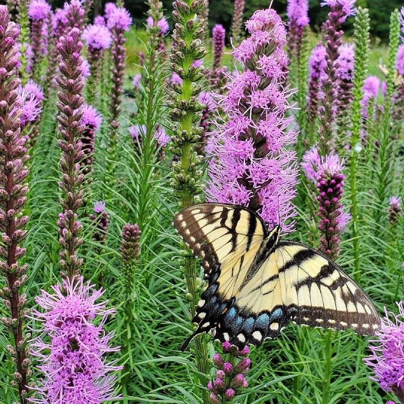 Liatris (Blazing Star)