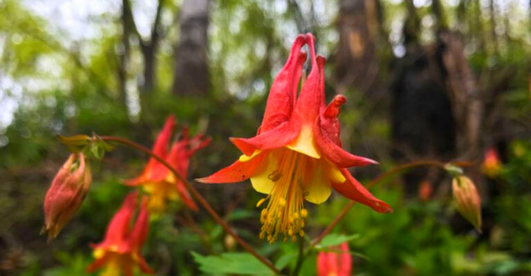 Best Native Plants for Indiana Wildlife Gardens