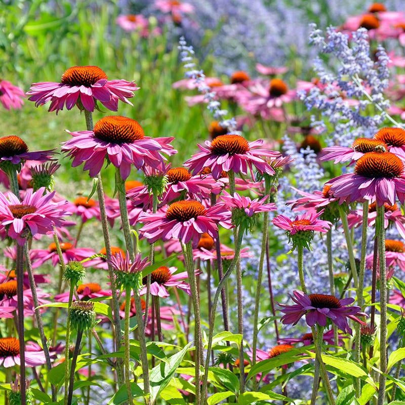 Purple Coneflower (Echinacea)
