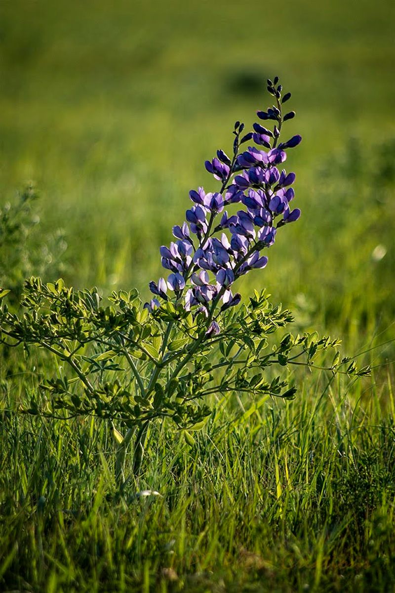 Wild Indigo