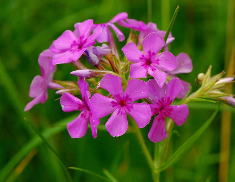 Prairie Phlox