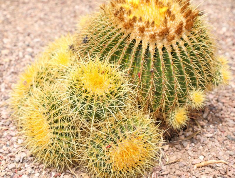Golden Barrel Cactus