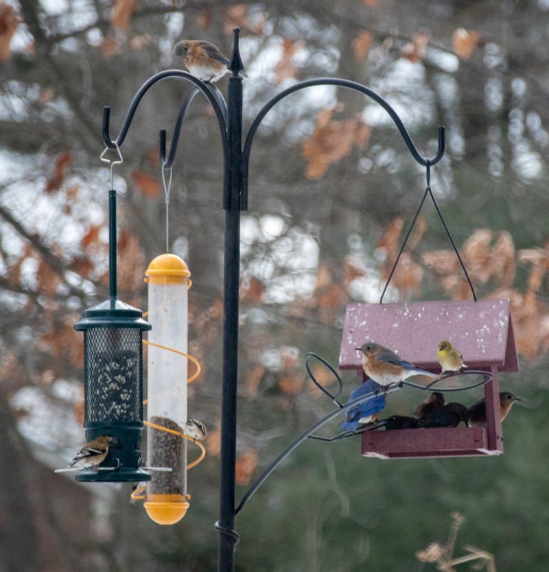 Set Up Bird Feeders and Water Sources