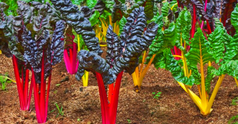Cold-Hardy Vegetables That Thrive in Maine Gardens