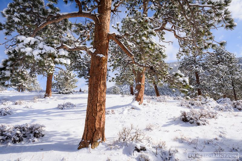Ponderosa Pine