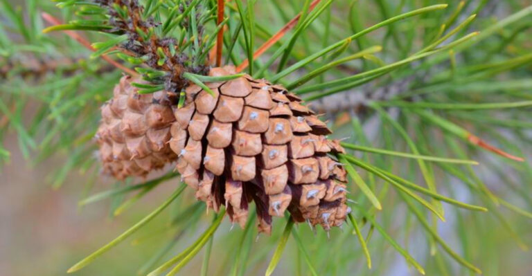 Colorado Native Trees That Survive Harsh Winters