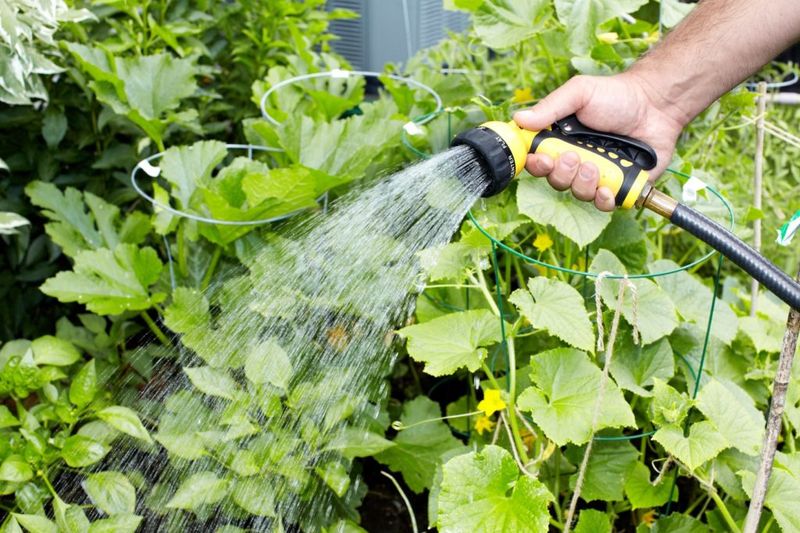 Watering Techniques