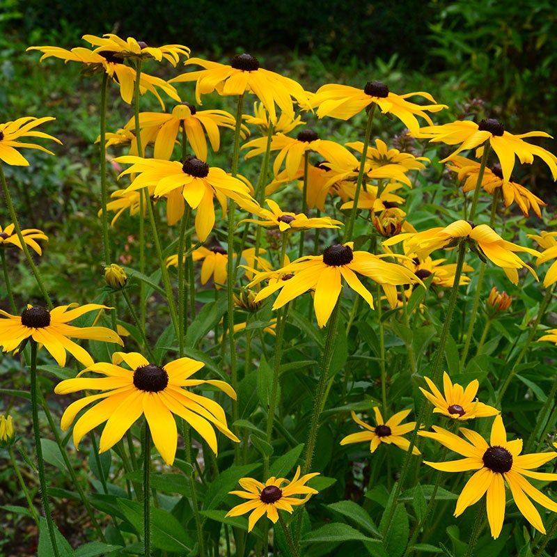 Black-Eyed Susan