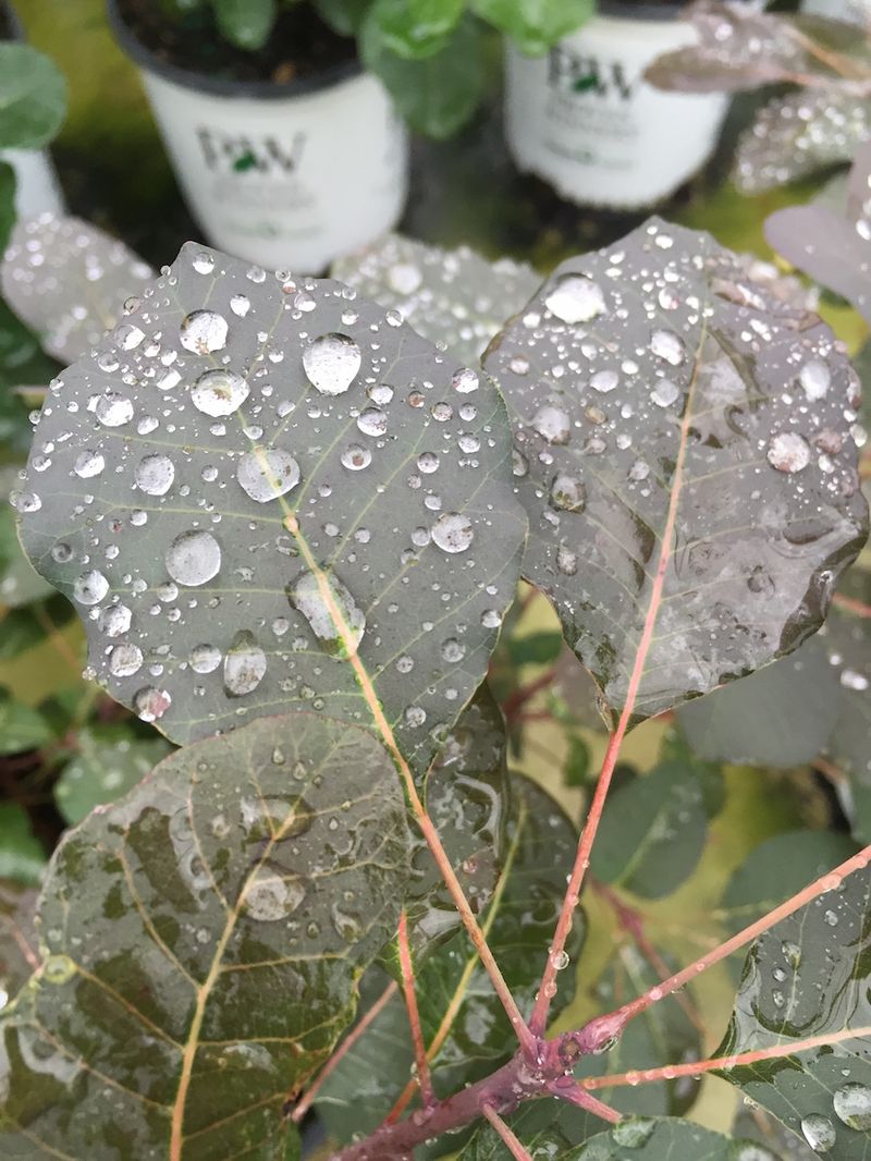 Natural Rainfall Does the Heavy Lifting