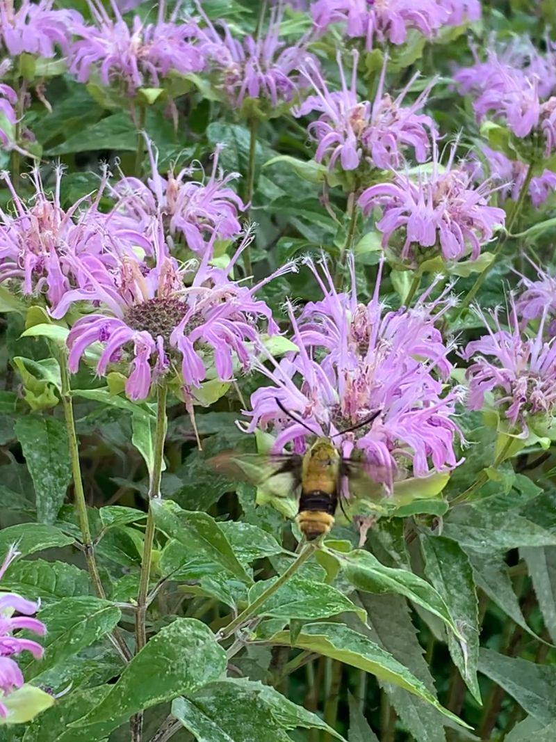 Native Plants: Embrace Local Beauty