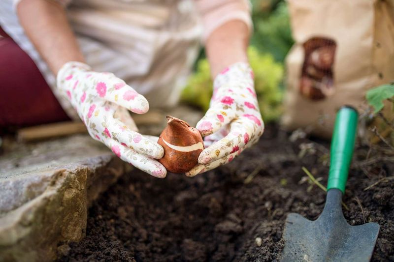 Plant Spring-Flowering Bulbs