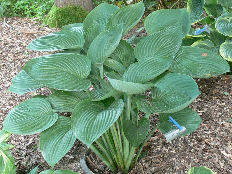 Hosta