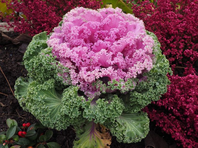 Ornamental Kale and Cabbage