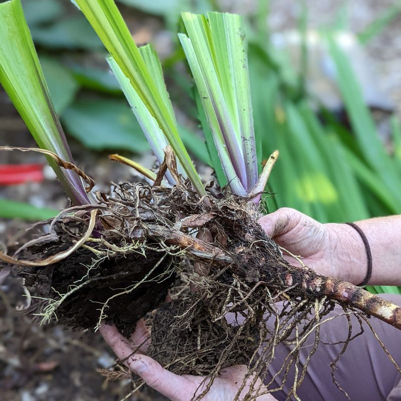 Divide the Clump into Sections