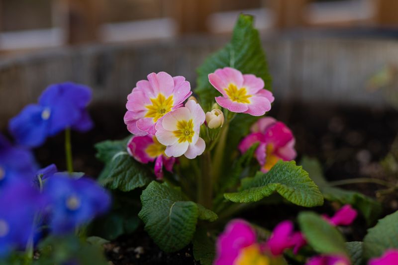 English Primrose