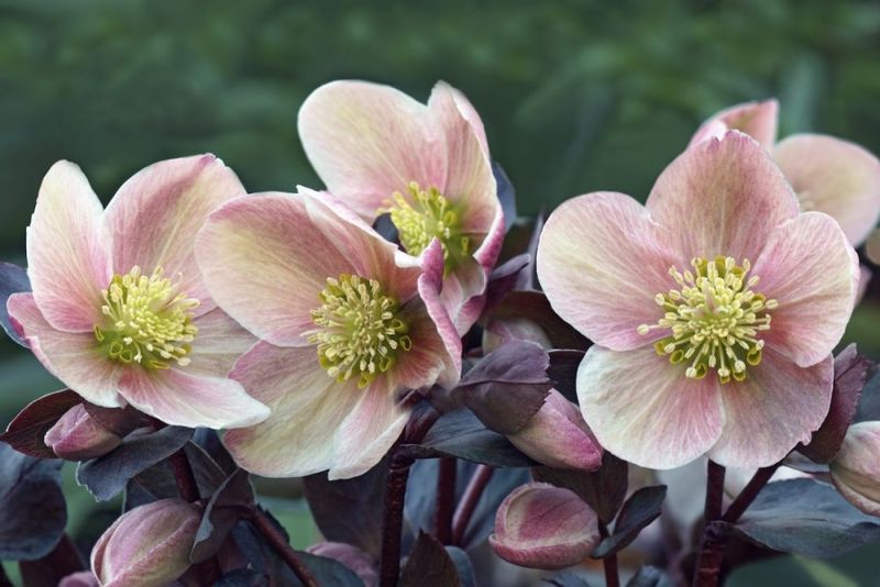 Hellebores
