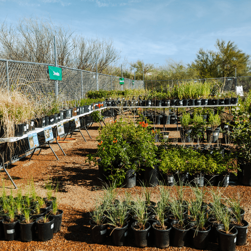 Nursery Discounts and Better Selection